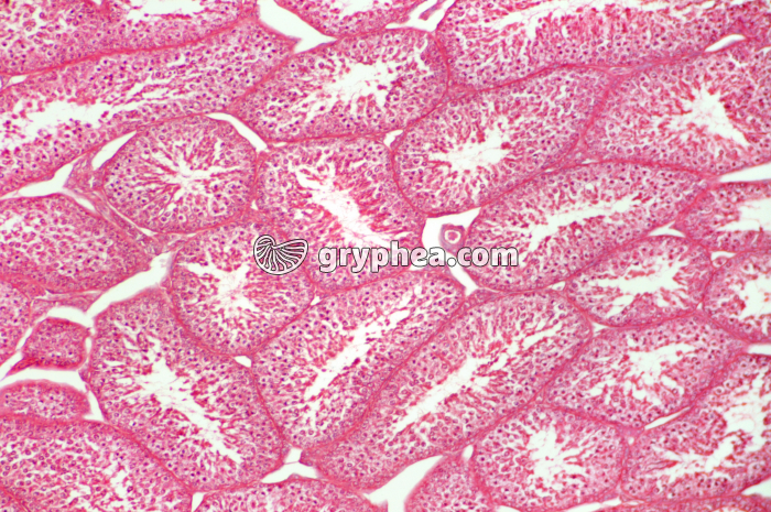 Testicule oiseau x40 - gryphea.com